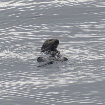 Princess Monterey Whale Watching - Sea otter - Whale Watching Tours Near Me - Monterey, California Princess Monterey Whale Watching - Sea otter - Whale Watching Tours Near Me - Monterey, California