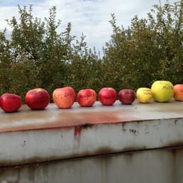 Handy guide! Tons of variety at this farm including heirloom apples!