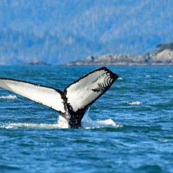 A Whale's Song Expeditions - Humpback Tail w/ Killer Whale Teeth Marks - Trip Sept 2018