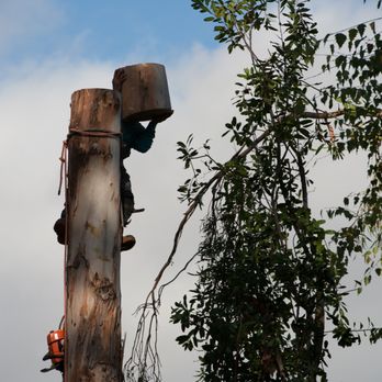 Paul Bauman's Tree Service - Removing a Eucalyptus tree in sections! - Tree Services Near Me - Los Gatos, California Paul Bauman's Tree Service - Removing a Eucalyptus tree in sections! - Tree Services Near Me - Los Gatos, California