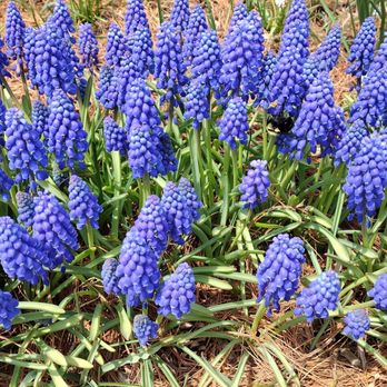 Colorblends House & Spring Garden - Nurseries & Gardening Near Me - Bridgeport, Connecticut
