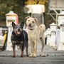 Photo of Lucky Dog Pet Lodge