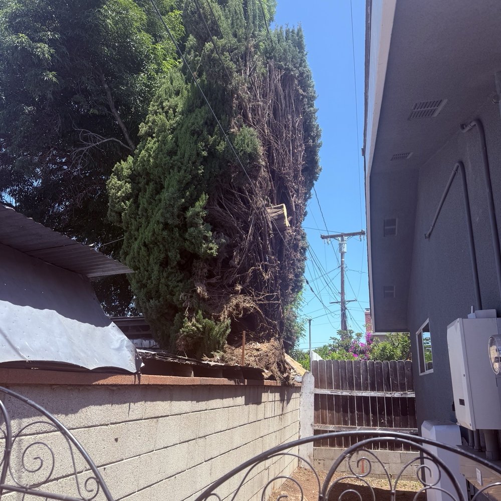 GW Tree Service - After - Tree Services Near Me - Whittier, California GW Tree Service - After - Tree Services Near Me - Whittier, California