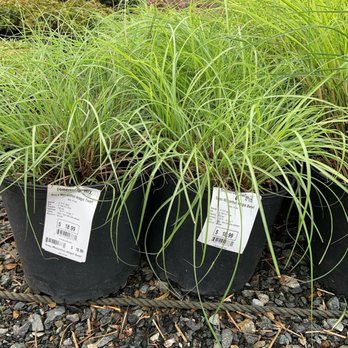 Somerset Nursery - Nurseries & Gardening Near Me - Glenmoore, Pennsylvania