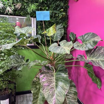 The Plant Room - Nurseries & Gardening Near Me - Denver, Colorado The Plant Room - Nurseries & Gardening Near Me - Denver, Colorado