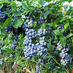 Berry Patch - These are berries.