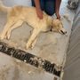 Photo of Dog Gone Day Resort and Kennel