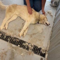 Dog Gone Day Resort and Kennel