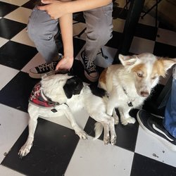 Don Pablo - Pub puppies!! they are so sweet and friendly!