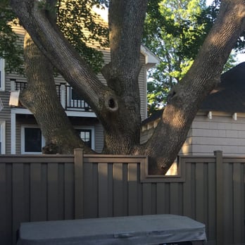 Amazing Fence Co - Beautiful handling of a large tree branch. - Fences & Gates Near Me - Boston, Massachusetts
