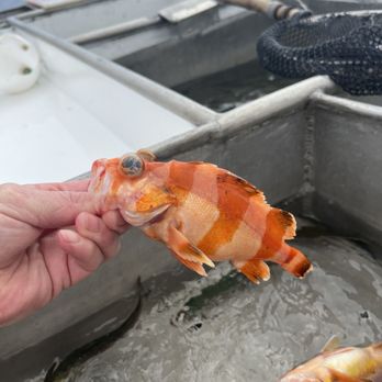 Blue Horizon Sportfishing - Rock fish - Fishing Near Me Blue Horizon Sportfishing - Rock fish - Fishing Near Me