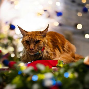 Toko’s Pet Spa - In addition to dog grooming, we also provide cat grooming services. - Pet Groomers Near Me - Honolulu, Hawaii