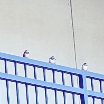 AMLI 300 - Baby birds. - Apartments Near Me - Austin, Texas