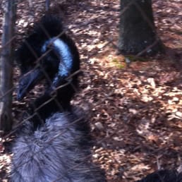 emu! emu!