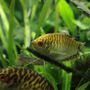 Coachella Valley Aquatics