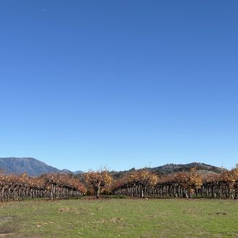 Stuhlmuller Vineyards - Post harvest 2023 cab geneva shoot positioning - Wine Tasting Room Near Me - Healdsburg, California Stuhlmuller Vineyards - Post harvest 2023 cab geneva shoot positioning - Wine Tasting Room Near Me - Healdsburg, California