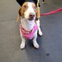 Photo of Playful Pups and Performance Training