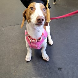 Playful Pups and Performance Training