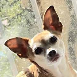 Alto Tiburon Veterinary Hospital - Dog