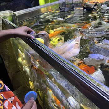 Austin Aquarium - Feeding ducks! - Aquariums Near Me - Austin, Texas