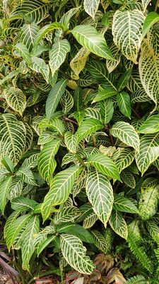 Floral Showhouse by null