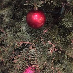 Dead pine needles