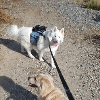 Thedogswalk - At Lake Murray. - Dog Walkers Near Me