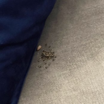 Montelano - Dead roach with babies. - Apartments Near Me - Phoenix, Arizona