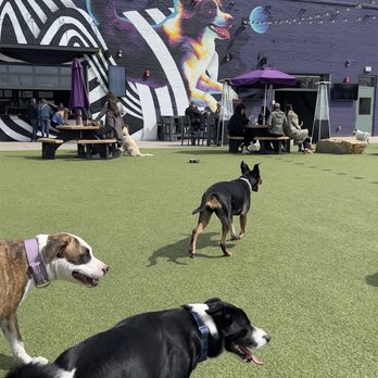 Skiptown - Excellent dog park. - Dog Parks Near Me - Denver, Colorado