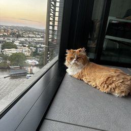 Teddy at home in Australia Teddy at home in Australia