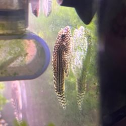 Hillstream loach