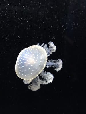 National Marine Aquarium by null