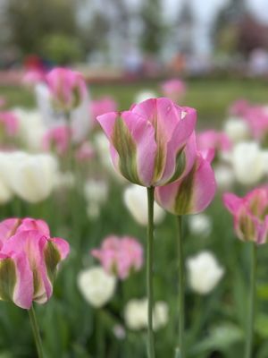 Veldheer Tulip Gardens by null