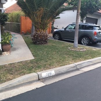 Pena Tree Service - Before - Tree Services Near Me