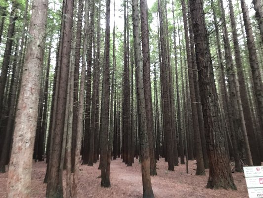 Redwoods – Whakarewarewa Forest by null