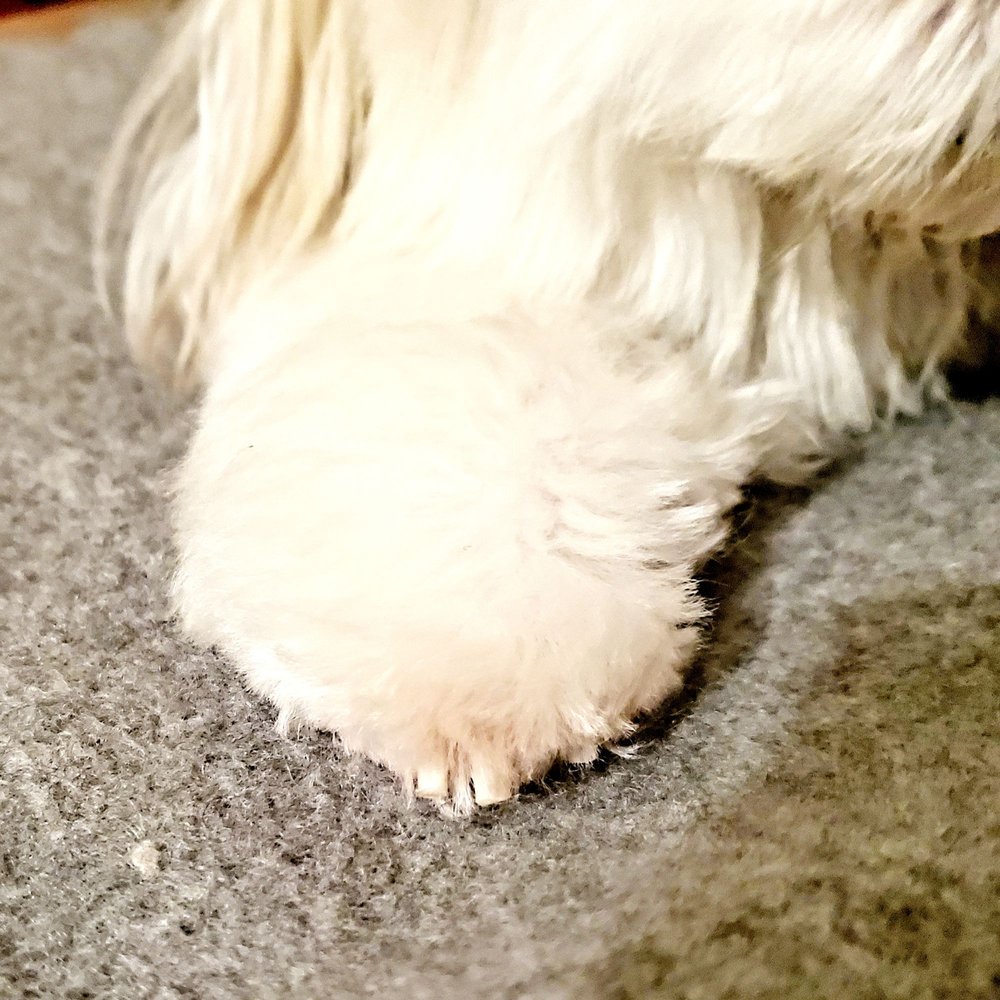 NINAS STYLISH PETS with photos Updated August 2024 17 Photos & 16