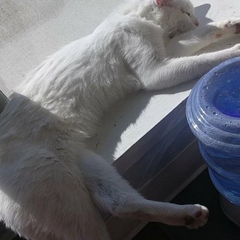Papa's Cat Cafe - Coffee & Tea Near Me - Columbia, Missouri