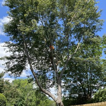 Timberman Tree Service - Tree Services Near Me - Zebulon, North Carolina