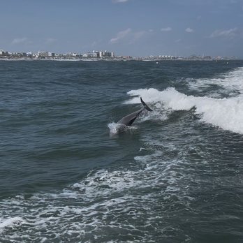 Thundercat Dolphin Watch - Boating Near Me - Wildwood Crest, New Jersey Thundercat Dolphin Watch - Boating Near Me - Wildwood Crest, New Jersey