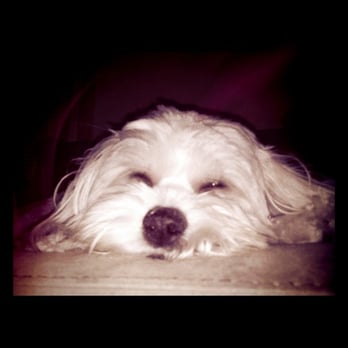 Pooch Pawlor Spa - Too tired to take commands - Pet Groomers Near Me - Glendale, California