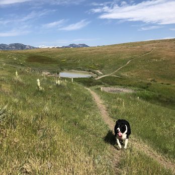 Westminster Dog Park - Mucky pond off the trail - Dog Parks Near Me - Westminster, Colorado Westminster Dog Park - Mucky pond off the trail - Dog Parks Near Me - Westminster, Colorado