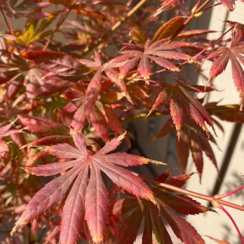 SummerWinds Nursery - Cupertino - Acer Palmatum Trompenburg leaves during Oct. 2022 - Nurseries & Gardening Near Me - Cupertino, California SummerWinds Nursery - Cupertino - Acer Palmatum Trompenburg leaves during Oct. 2022 - Nurseries & Gardening Near Me - Cupertino, California