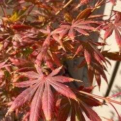 SummerWinds Nursery - Cupertino - Acer Palmatum Trompenburg leaves during Oct. 2022