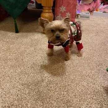 Lucky Dog Pet Grooming - Sporting his Christmas spirit. - Pet Groomers Near Me - Midvale, Utah