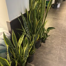 Snake plants for days