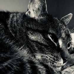 Lovingkindness Veterinary Care