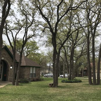Cambium Tree Care - Tall tree canopy after two pruning cycles - Tree Services Near Me