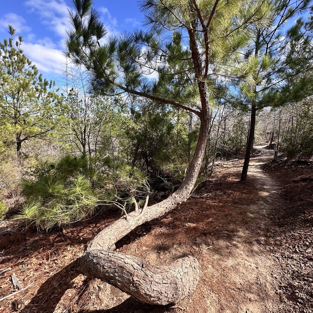 Bastrop State Park - Parks Near Me - Bastrop, Texas