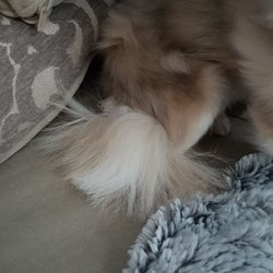 Elmwood Pet Day Care - That's her tail. Her back end is completely uneven.