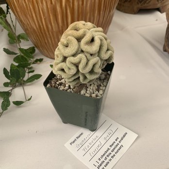 LA Succulents - Nurseries & Gardening Near Me - Lake View Terrace, California LA Succulents - Nurseries & Gardening Near Me - Lake View Terrace, California